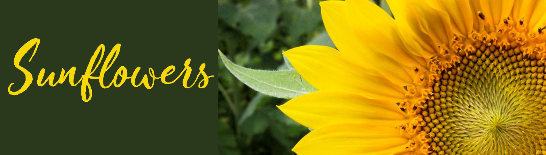 sunflower banner